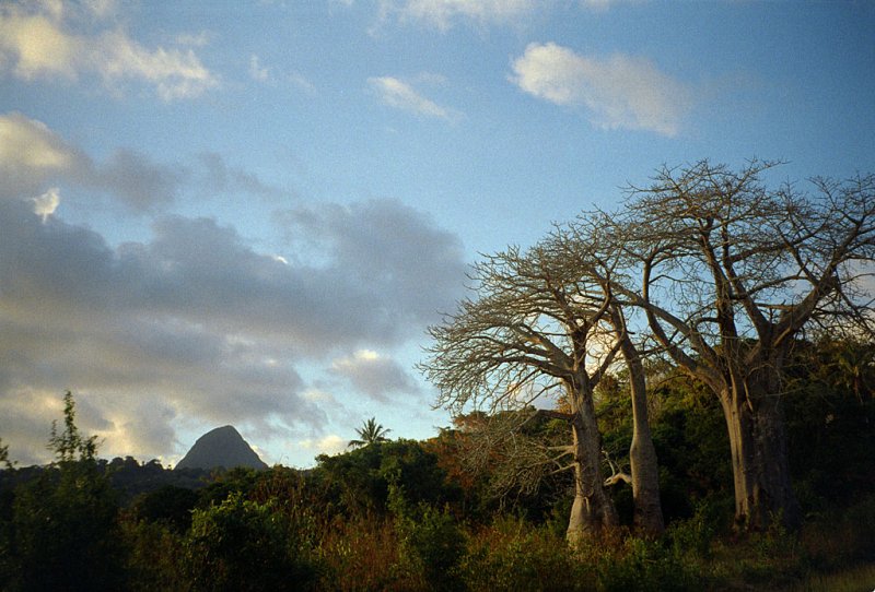 Baobabs et mont Choungi