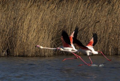 Flamingos taking off