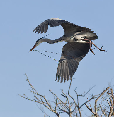 Nest building