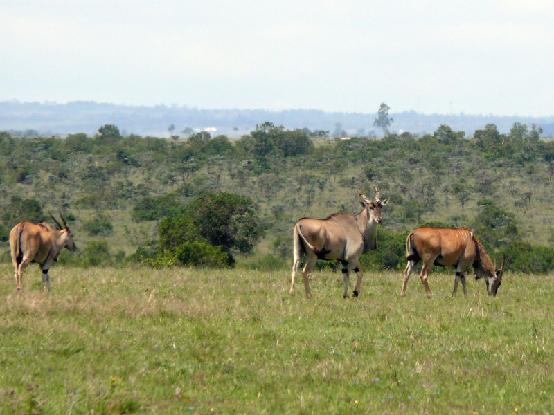 Eland