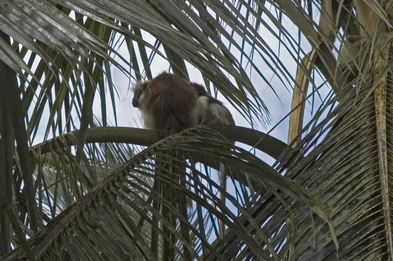 Red Colobus monkey (butt shot)