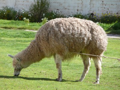 Llama - did you know that's pronounced 'yama'?