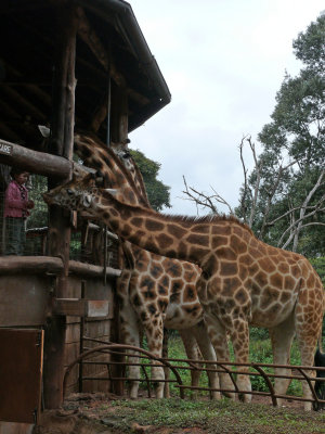 P102 - a little girl feeds the giraffe at Langata Giraffe Center