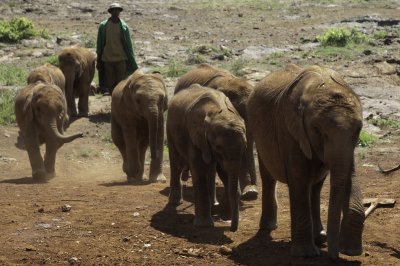 Sheldrick's Wildlife Trust - the 'kids' lead the handlers into the viewing area