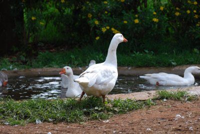 Geese at Kiambethu Tea Farm