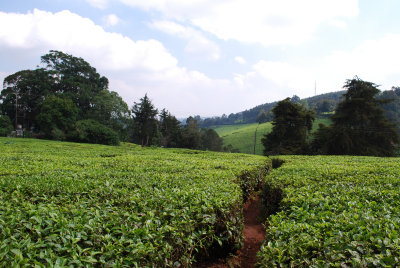 Tea grows in abundance at the Tea Farm!