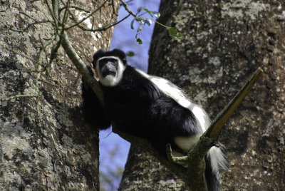 The trees are full of Colubus monkeys at Kiambethu - and if you can't find them, the dogs will find them for you!