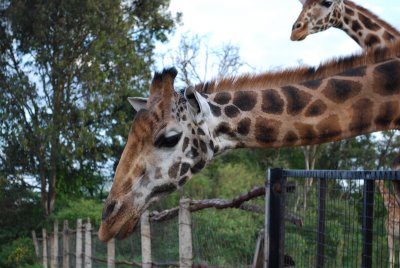 A beautiful giraffe, such graceful animals!