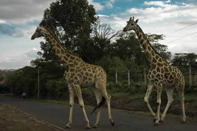 See - the sign was right!  Giraffe leaving the paddock after work.