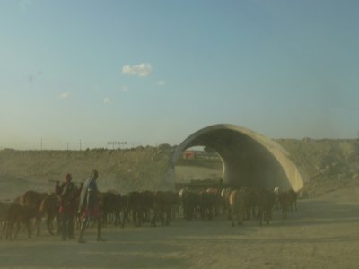 Amongst all of this dust we found a Maasai herding his cows