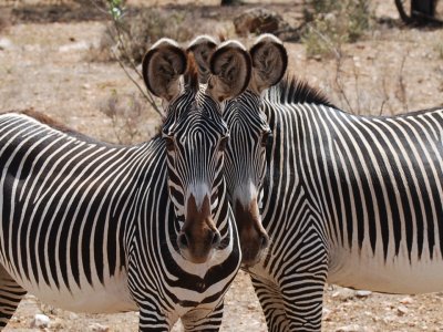 4. Gevy's zebra, Samburu