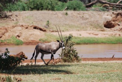 Warthogs & beisa oryx - the third of Samburu's Big Five (the oryx)