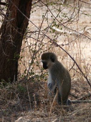 Vervet Monkey, he looks very thoughtful