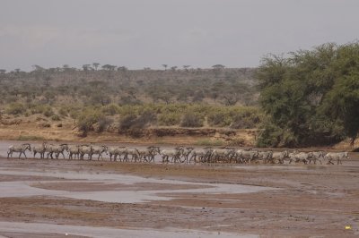 A large of herd of Grevys zebra crossing the Ewaso Nyiro River
