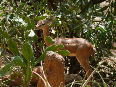 Geti was an orphaned gerenuk that lived at the camp.  Sadly he didn't make it through the great flood of 2010
