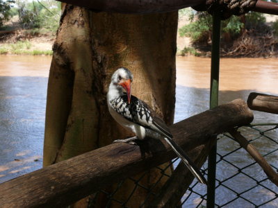 A visitor at lunch - Red bill hornbill