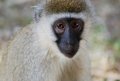 6. Vervet monkey, Samburu - they love to hang out at the camp