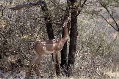 Gerenuk, one of the Samburu Big Five