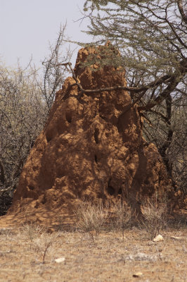 A really big termite mound