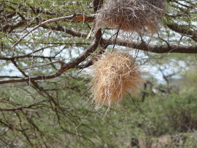 Weavers nests up close & personal