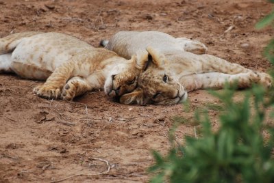 Snuggling close to his/her sibling