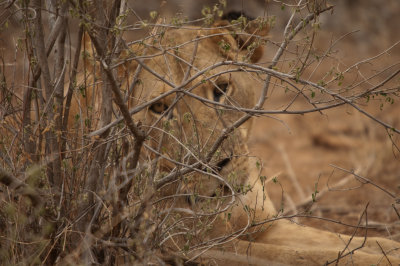 A proud mom looks over her cubs from a distance