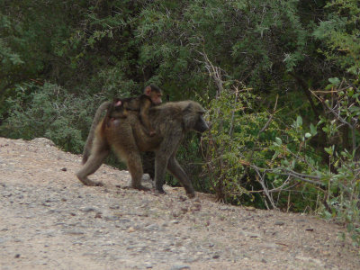 Olive baboon carrying a youngster