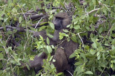 Olive baboon in the tree