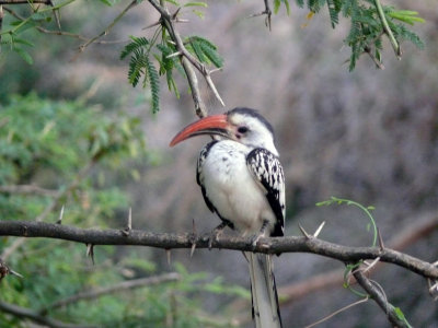 Red bill hornbill