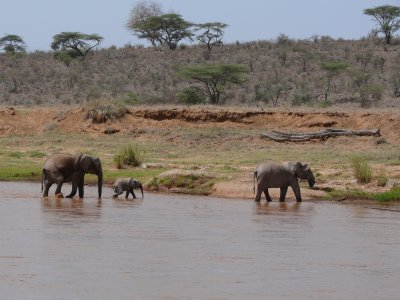 Elephants crossing the Ewaso Nyiro River at Elephant Bedroom