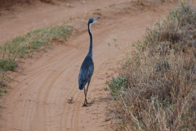 Grey headed herron