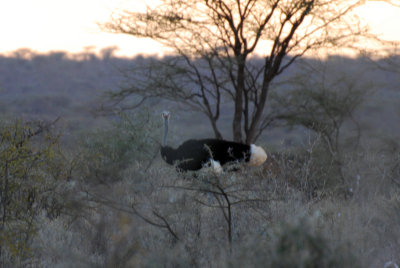 # 5 of the Samburu Five - the Somali ostrich