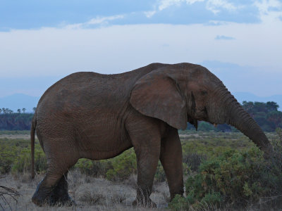 Elephant at dusk