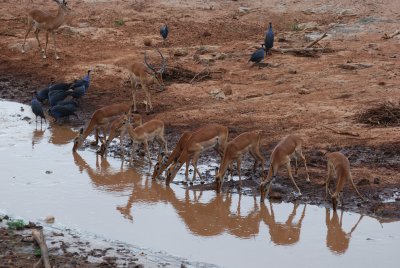 Impala and guineafowl drinking from the Ewaso Nyiro River