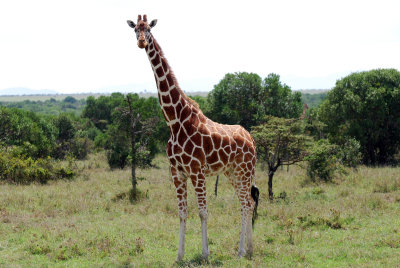 Reticulated giraffe