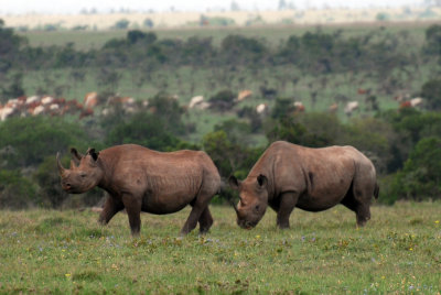 Sweetwaters Game Reserve - Black rhino