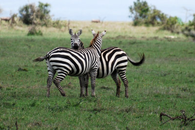 Zebras are so photogenic!