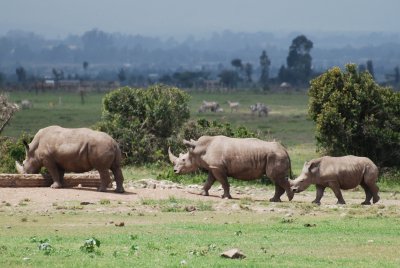 Three white rhino now!