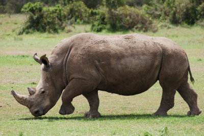 White rhino - probably mom