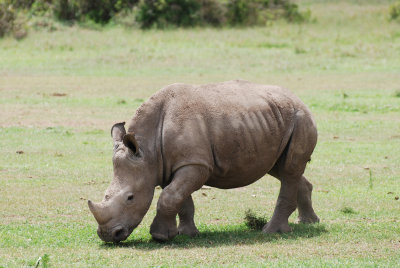 Baby white rhino - or, well a young one at any rate!