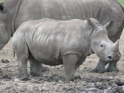 Sweetwaters Game Reserve - Family portrait, young white rhino