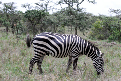 More zebra