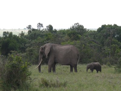 An elephant with a young'un