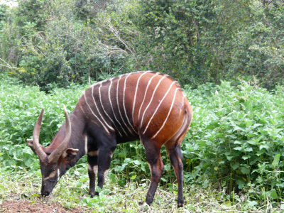Mt. Kenya Animal Orphanage - Iris Hunt has made it her lifetime goal to restock the almost non-existent bongo to Mt Kenya