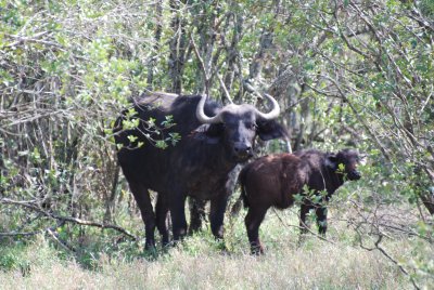 Cape buffalo with youngster