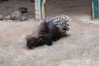 Porcupine - it's either Romeo or Juliet