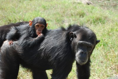 Ajabu & his/her mom Mwanzo.  Ajabu is the second baby born here in the sanctuary.