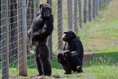 Jane Goodall Sanctuary - Poco standing up, Abaju and Mwanzo sitting.  I had never seen a chimpanzee stand like this before!