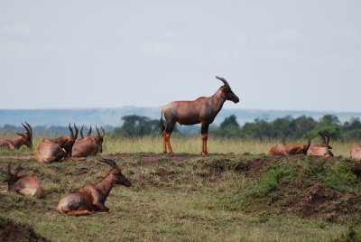 First sighting in the Mara - a topi with his flock