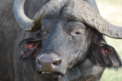 37. Cape buffalo